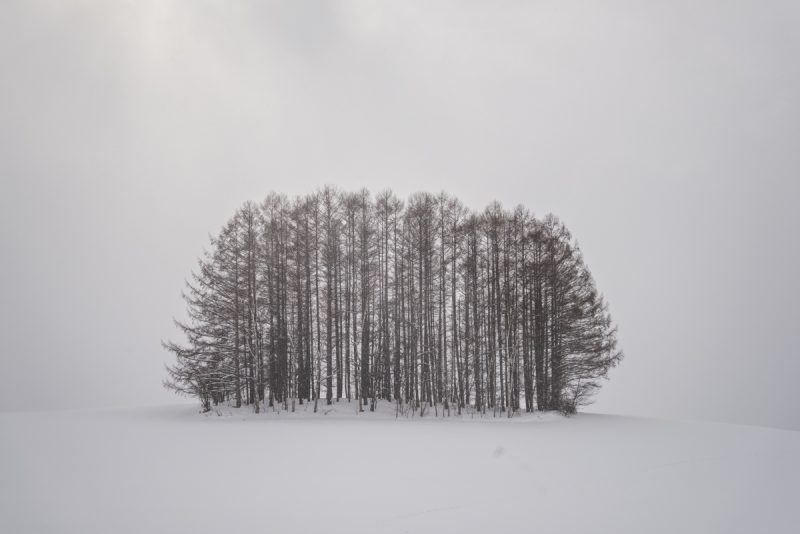 Silent Grove