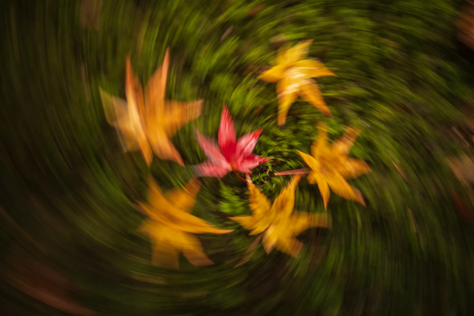The Motion Study
