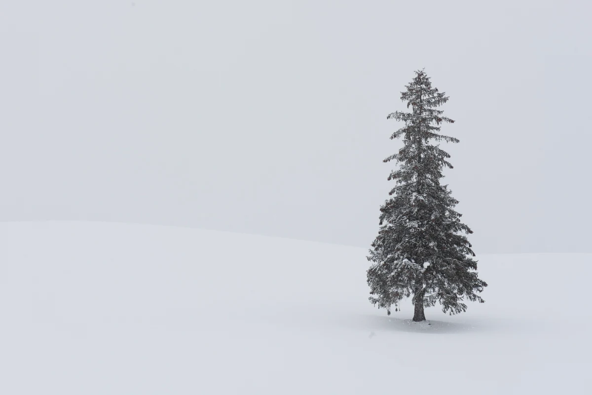 Fine art photograph from the Minimal Japan collection
