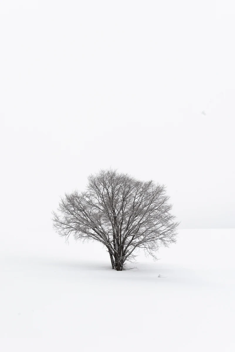 Fine art photograph from the Minimal Japan collection