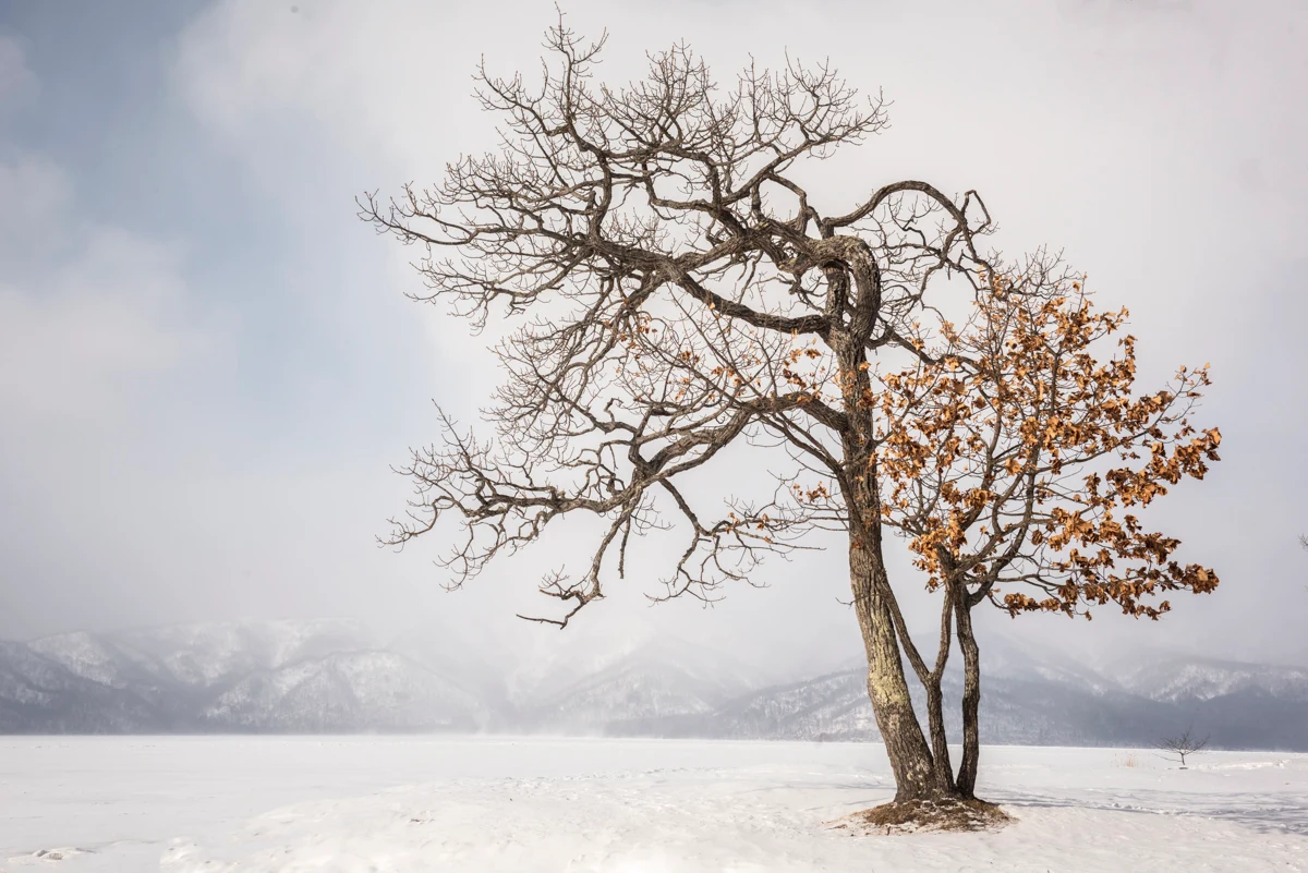 Fine art photograph from the Minimal Japan collection