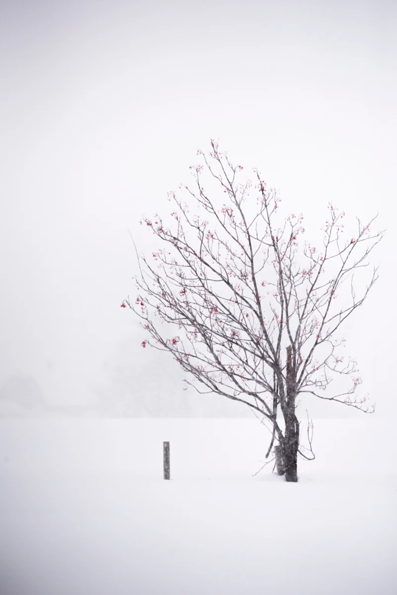Fine art photograph from the Minimal Japan collection