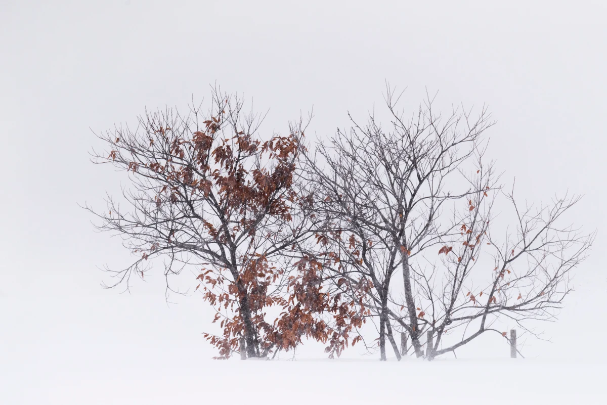 Fine art photograph from the Minimal Japan collection