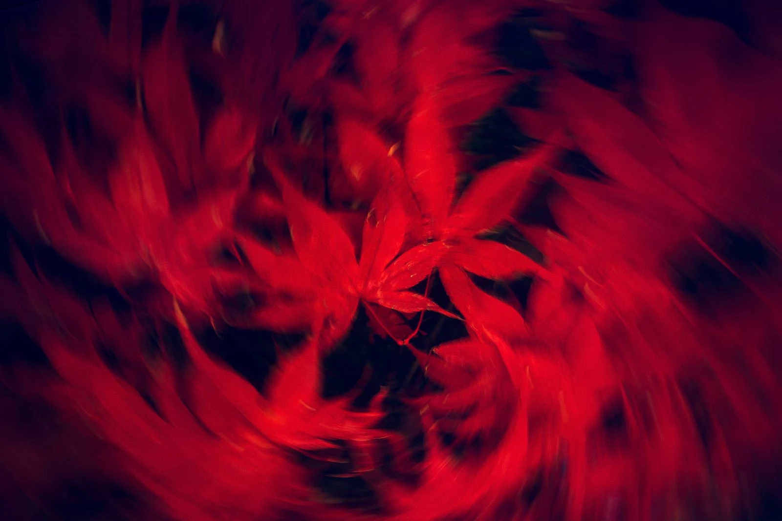 Fine art photograph from the Motion Japan collection